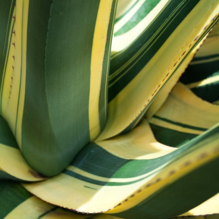 Agave Americana Mediopicta Alba
