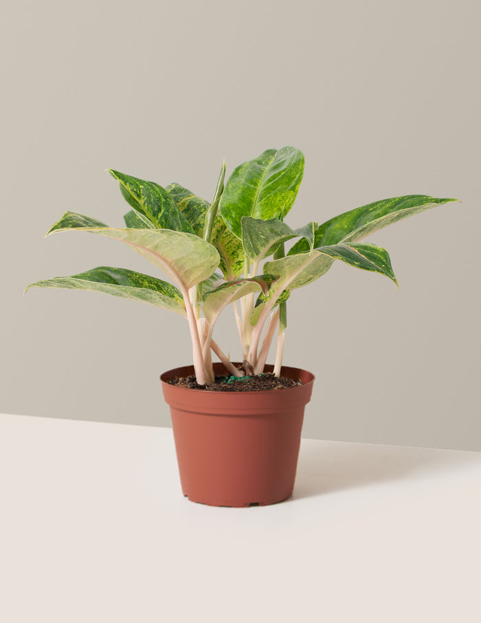 Medium / Grow Pot / Plastic