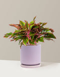 Medium (9"-14" tall) / Isabella (6.5" wide) / Lavender