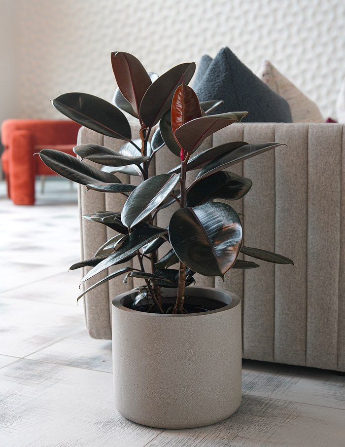 Agnes Planter