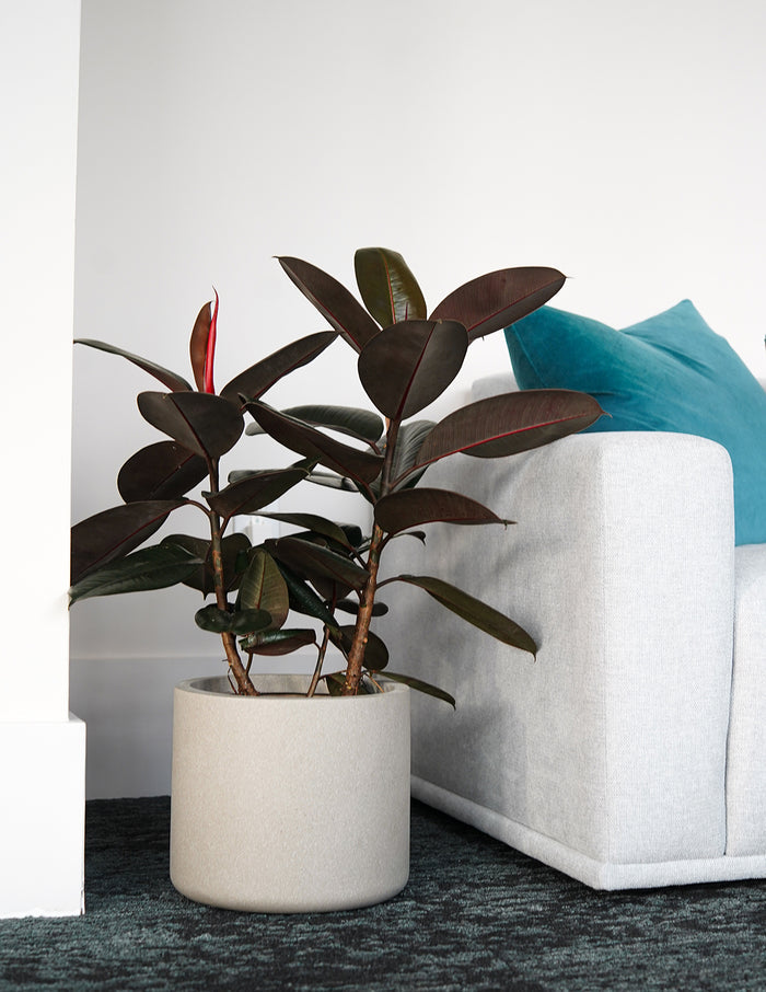 Agnes Planter