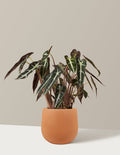 bundle | Small | Raven | Terracotta