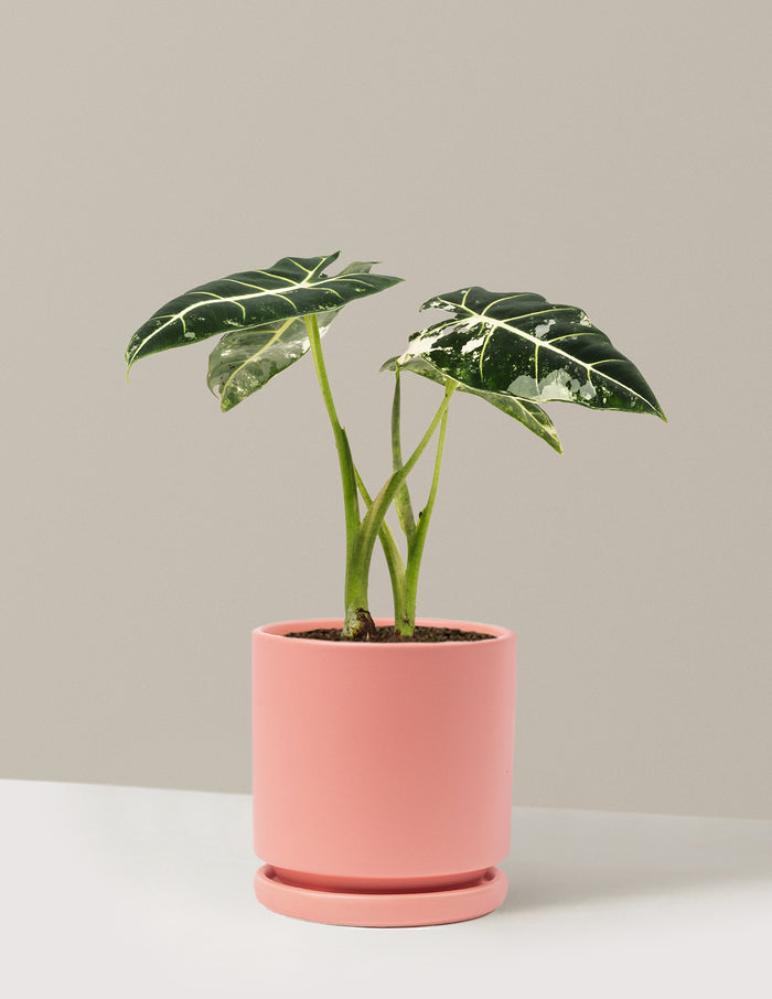 Medium (12-14" tall) / Isabella (6.25" wide) / Bubblegum
