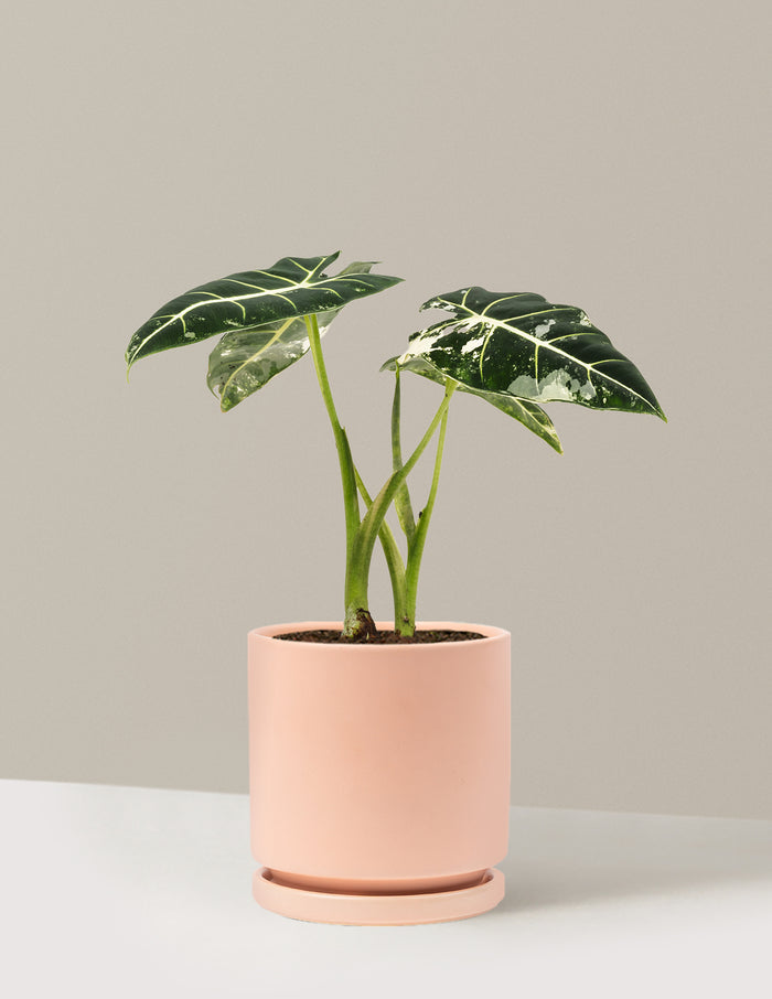 Medium (12-14" tall) / Isabella (6.25" wide) / Blush