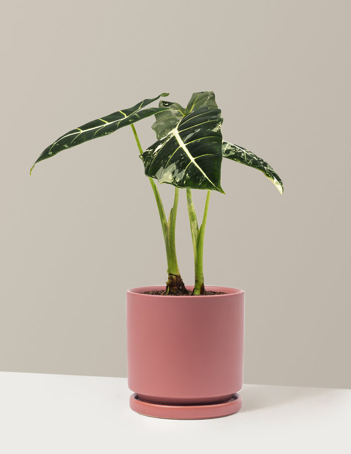Medium (12-14" tall) / Isabella (6.25" wide) / Dusty Rose