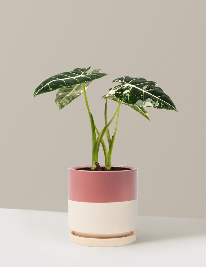 Medium (12-14" tall) / Isabella (6.25" wide) / Top Half Dusty Rose