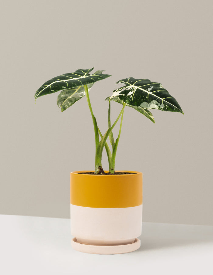 Medium (12-14" tall) / Isabella (6.25" wide) / Top Half Mustard