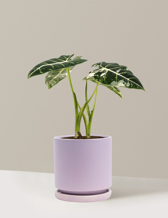 Medium (12-14" tall) / Isabella (6.25" wide) / Lavender