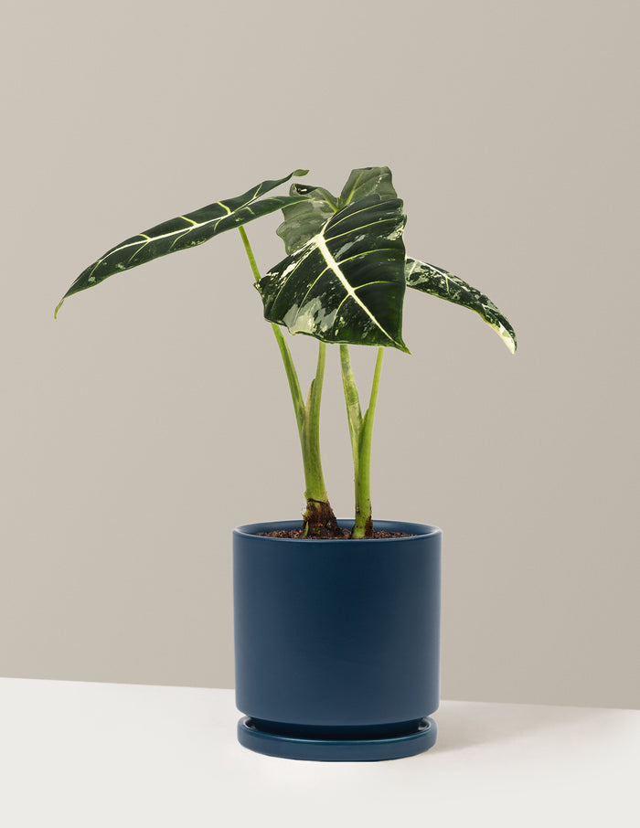 Medium (12-14" tall) / Isabella (6.25" wide) / Midnight