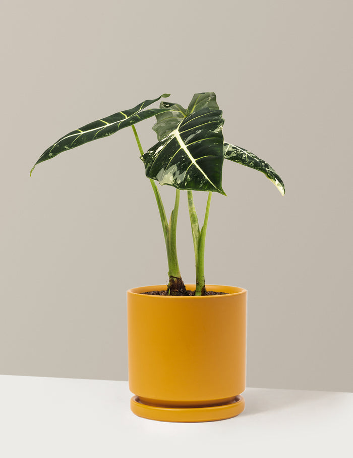 Medium (12-14" tall) / Isabella (6.25" wide) / Mustard