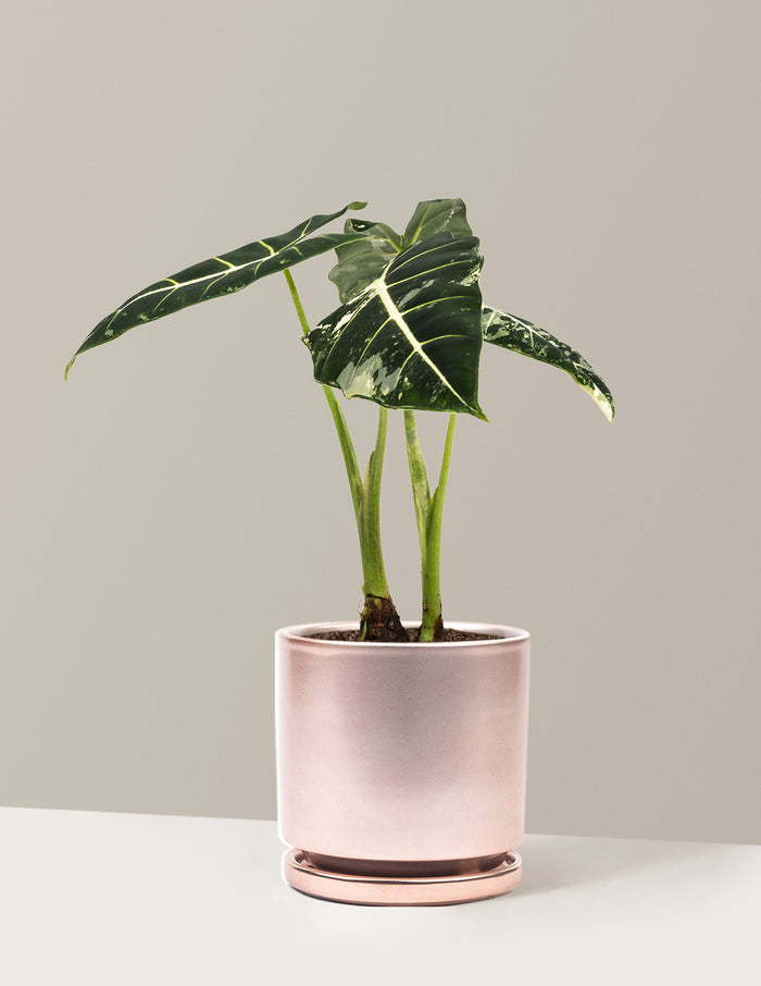 Medium (12-14" tall) / Isabella (6.25" wide) / Rose Gold