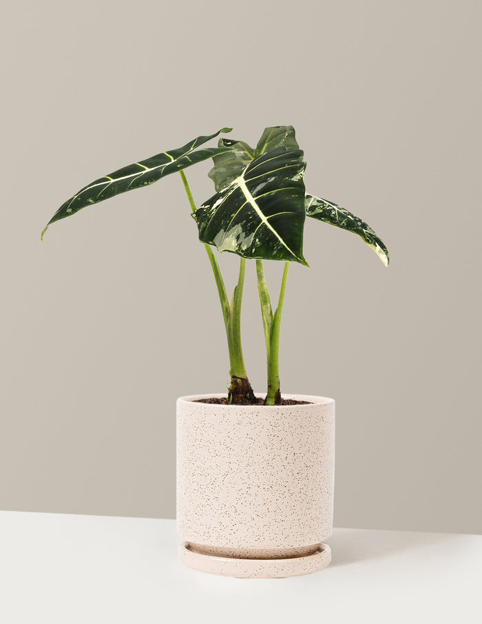 Medium (12-14" tall) / Isabella (6.25" wide) / White Sesame