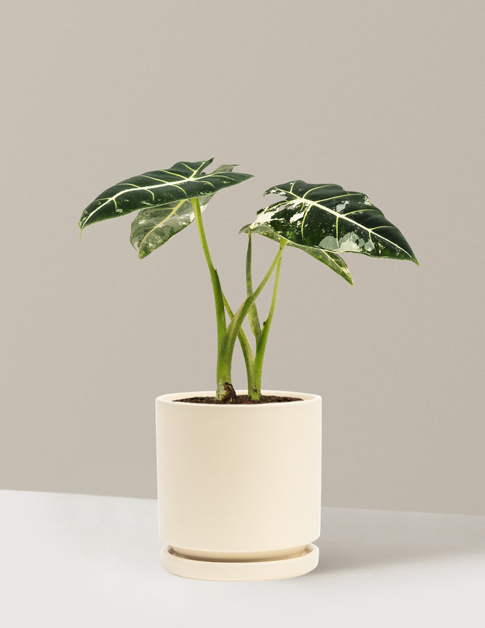 Medium (12-14" tall) / Isabella (6.25" wide) / Almond