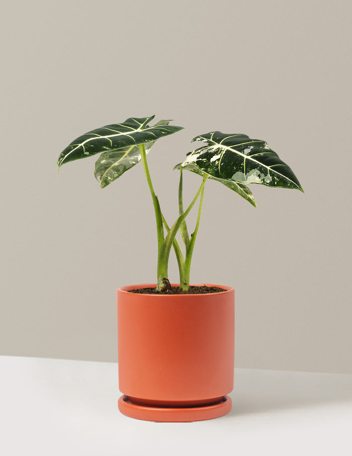 Medium (12-14" tall) / Isabella (6.25" wide) / Rust