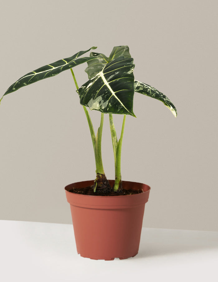 Medium (12-14" tall) / Grow Pot (6" wide) / Plastic