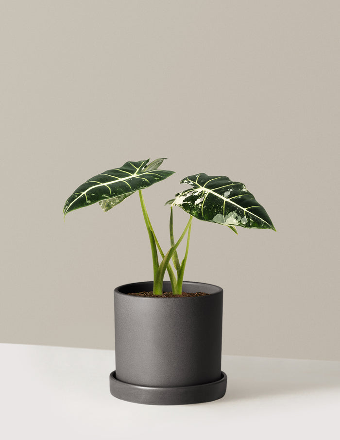 Medium (12-14" tall) / Hyde (7.5" wide) / Black