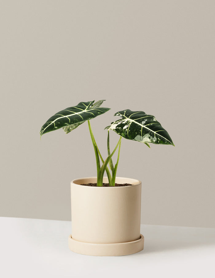 Medium (12-14" tall) / Hyde (7.5" wide) / Cream