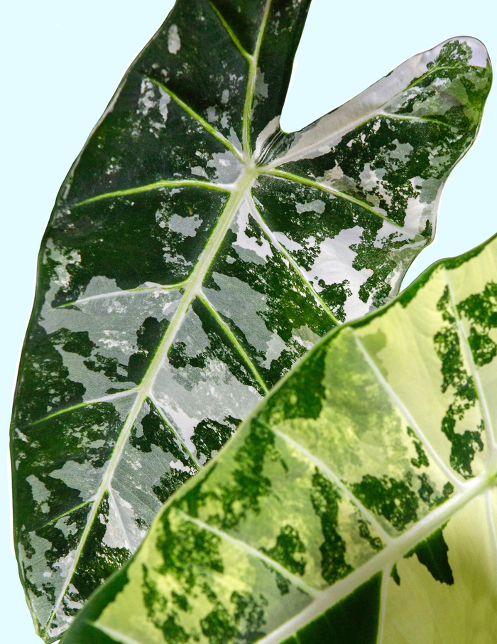 Alocasia Frydek Variegated