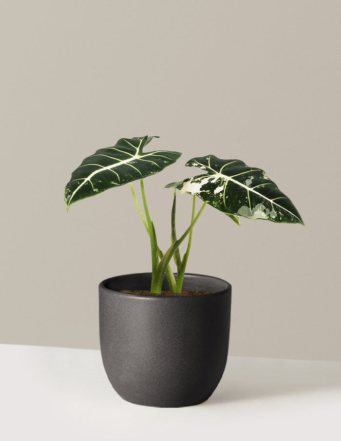 Alocasia Frydek Variegated