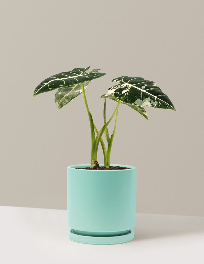Medium (12-14" tall) / Isabella (6.25" wide) / Air Blue