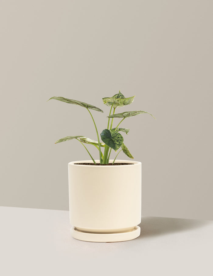 Medium (14-18" tall) / Isabella (6.25" wide) / Almond