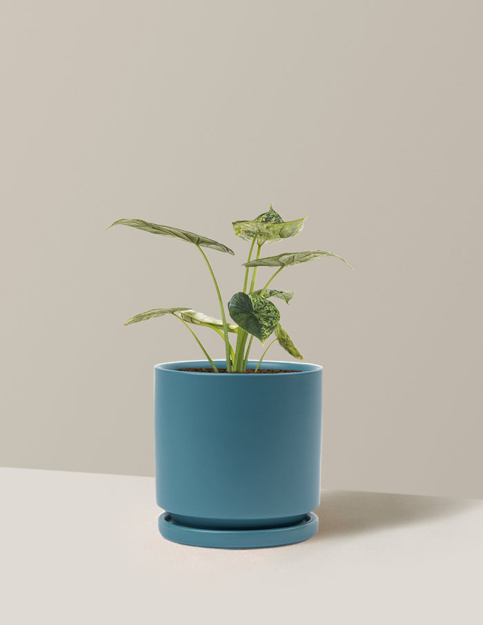 Medium (14-18" tall) / Isabella (6.25" wide) / Antique Teal
