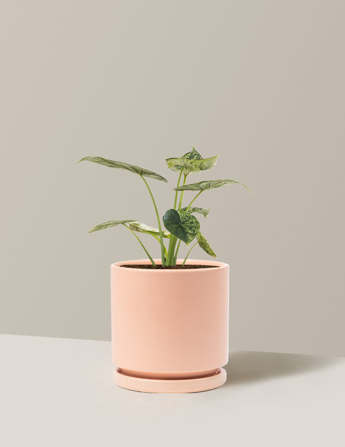 Medium (14-18" tall) / Isabella (6.25" wide) / Blush