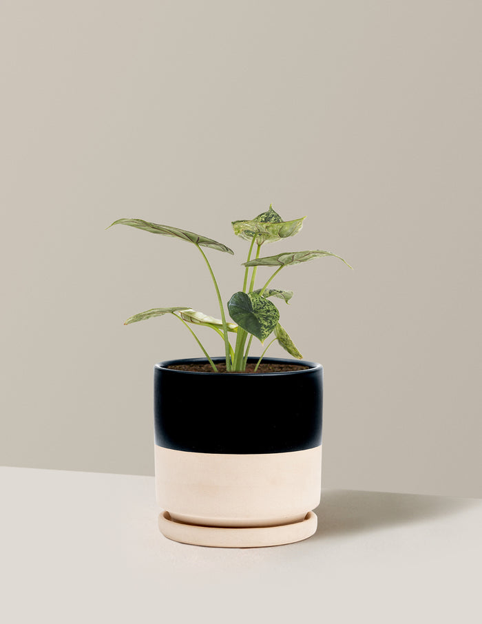 Medium (14-18" tall) / Isabella (6.25" wide) / Top Half Black