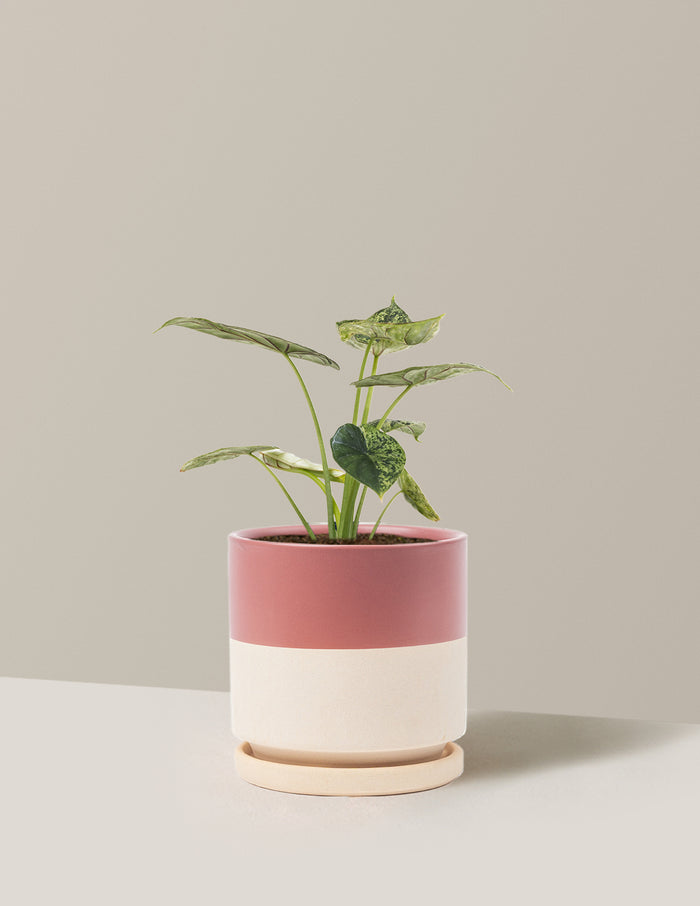 Medium (14-18" tall) / Isabella (6.25" wide) / Top Half Dusty Rose