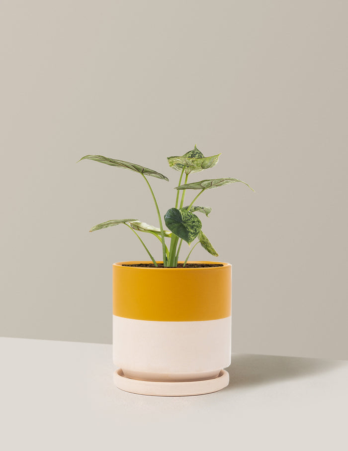 Medium (14-18" tall) / Isabella (6.25" wide) / Top Half Mustard