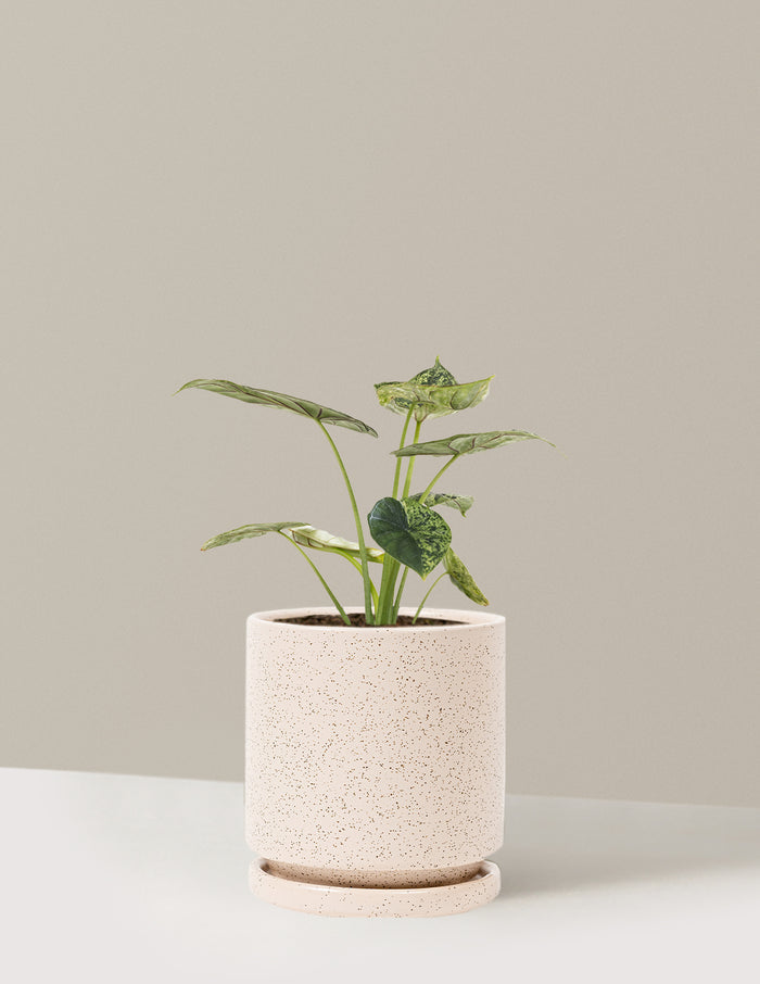 Medium (14-18" tall) / Isabella (6.25" wide) / White Sesame