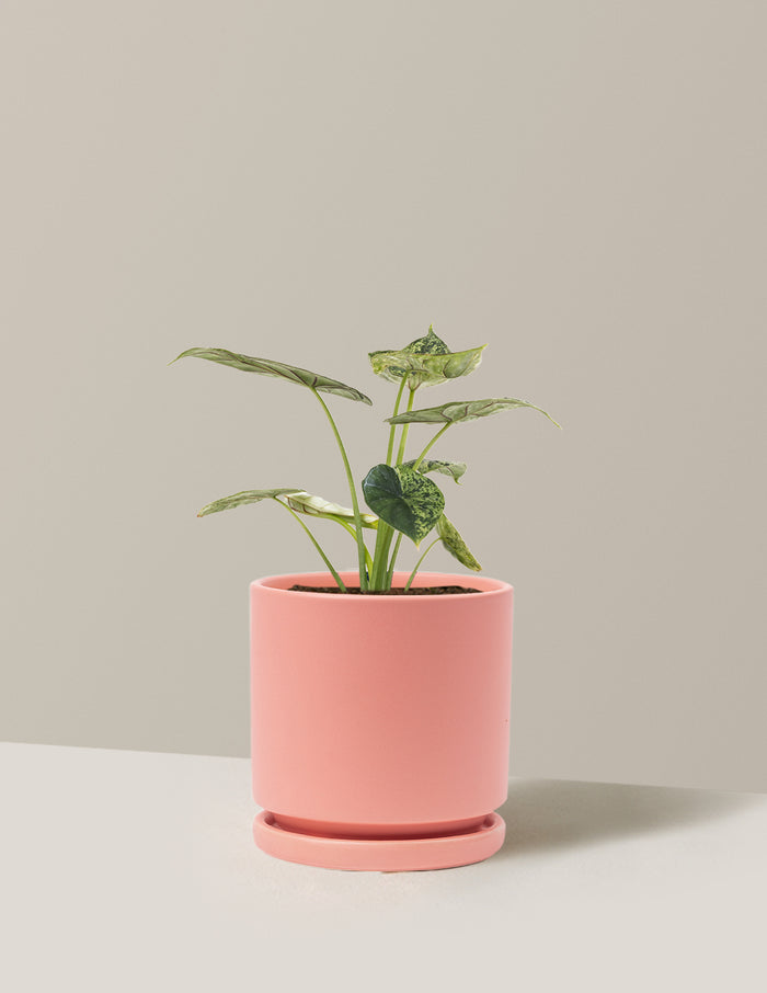 Medium (14-18" tall) / Isabella (6.25" wide) / Bubblegum