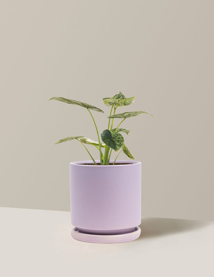 Medium (14-18" tall) / Isabella (6.25" wide) / Lavender