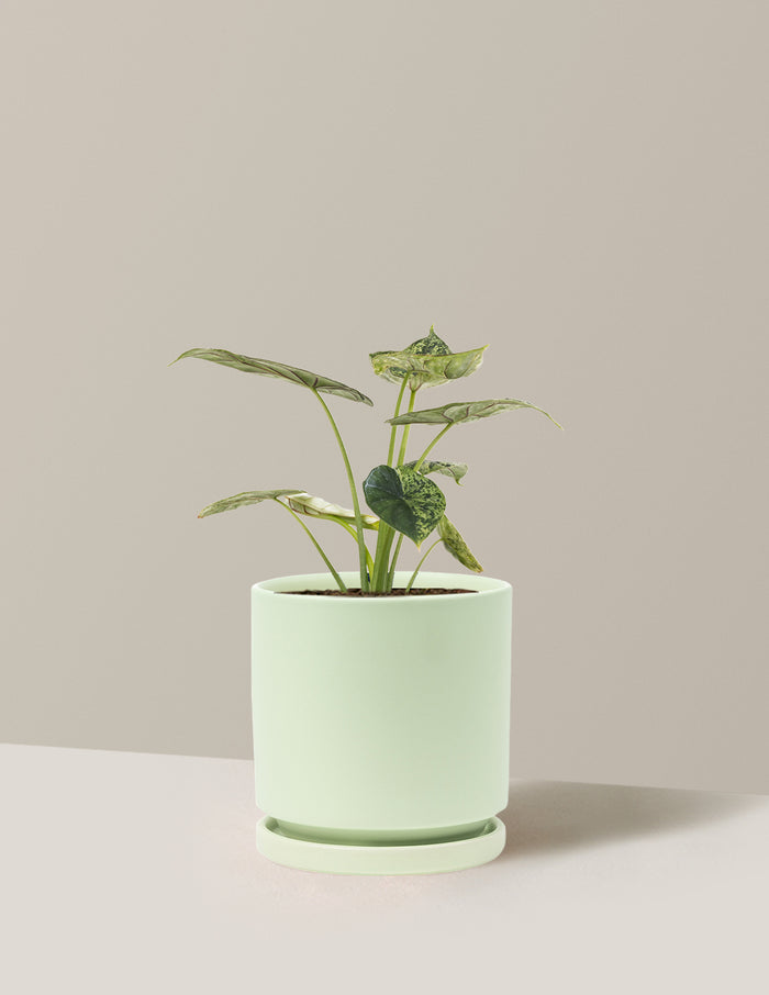 Medium (14-18" tall) / Isabella (6.25" wide) / Sage