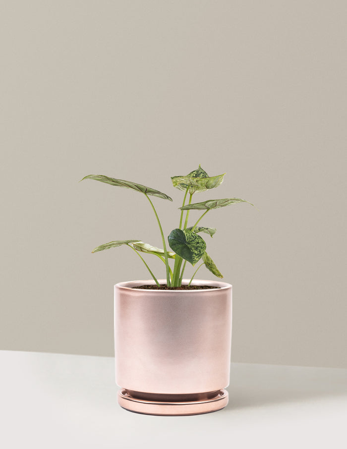 Medium (14-18" tall) / Isabella (6.25" wide) / Rose Gold
