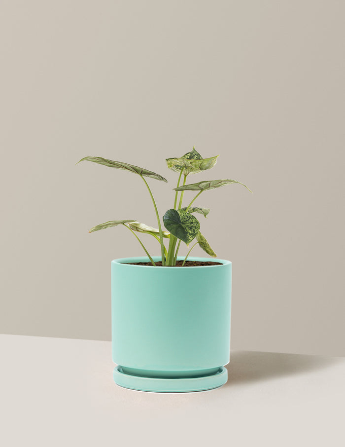 Medium (14-18" tall) / Isabella (6.25" wide) / Sea Glass