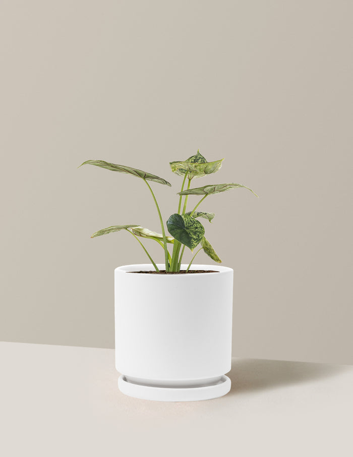 Medium (14-18" tall) / Isabella (6.25" wide) / White