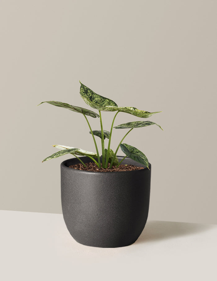 Medium (14-18" tall) / Grant (7" wide) / Black