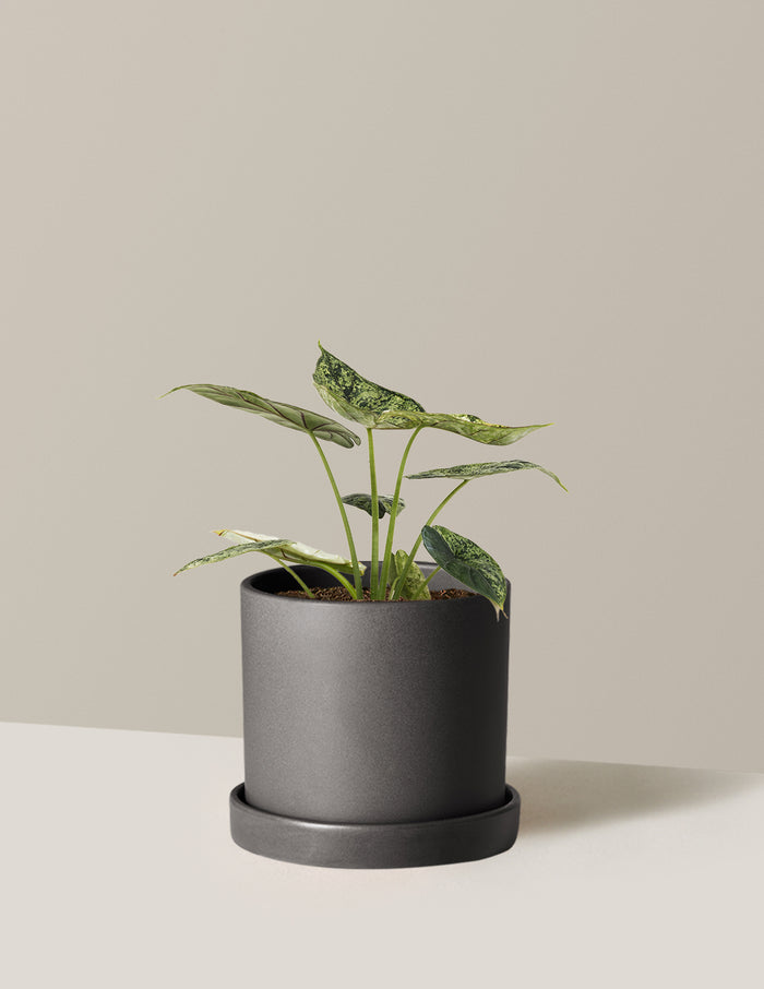 Medium (14-18" tall) / Hyde (7.5" wide) / Black