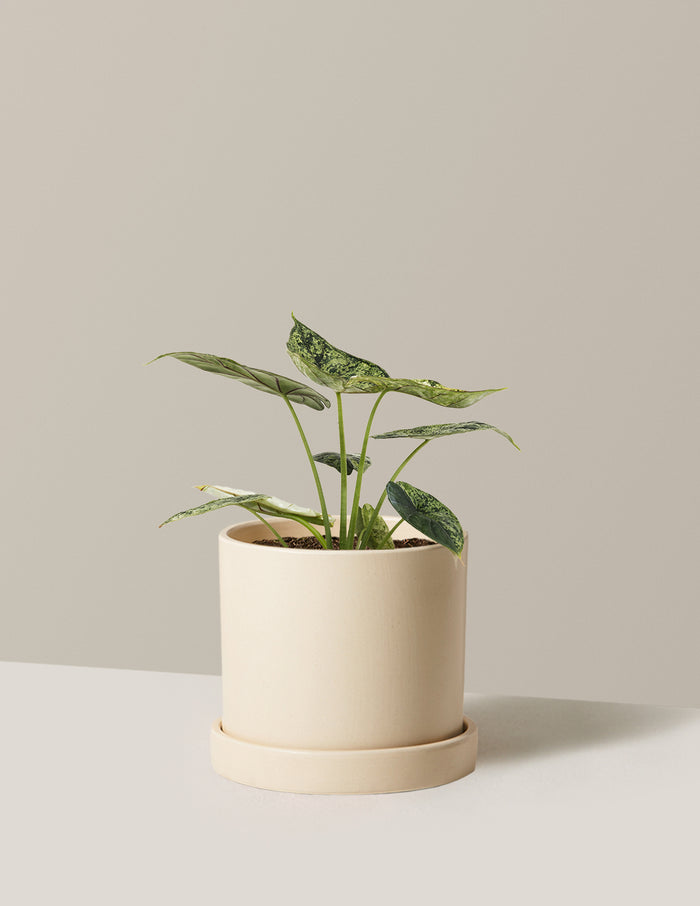 Medium (14-18" tall) / Hyde (7.5" wide) / Cream