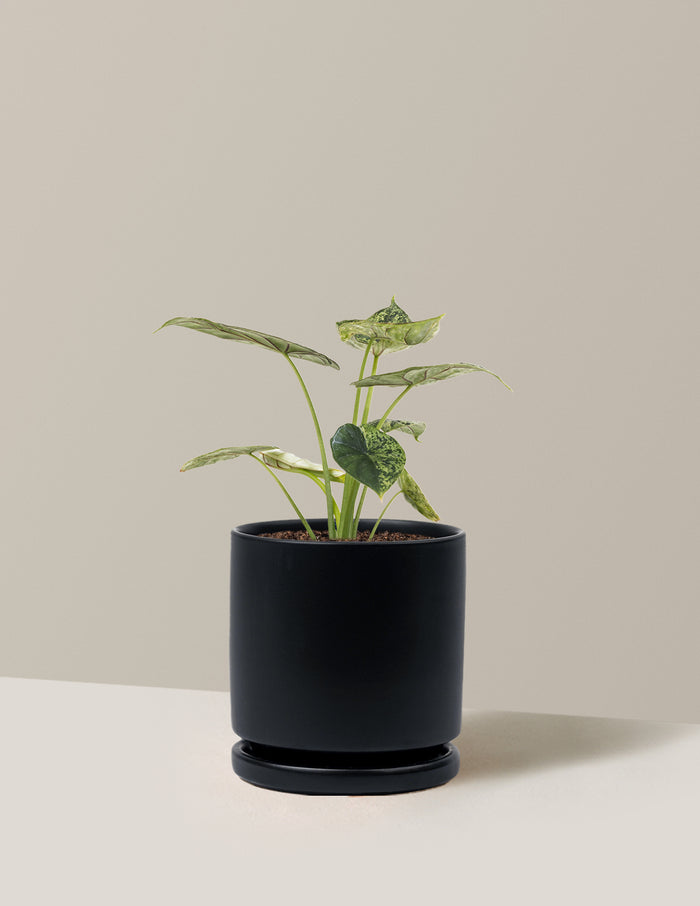 Medium (14-18" tall) / Isabella (6.25" wide) / Black