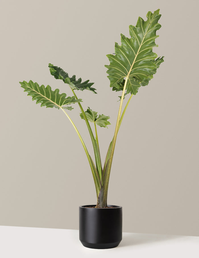 Alocasia Portora