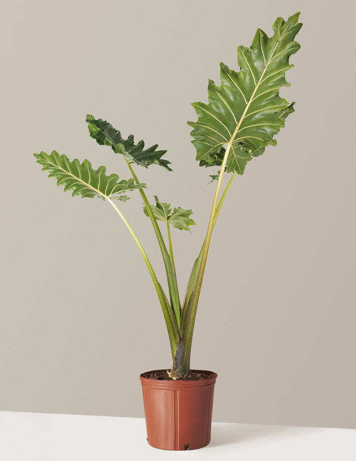 Alocasia Portora