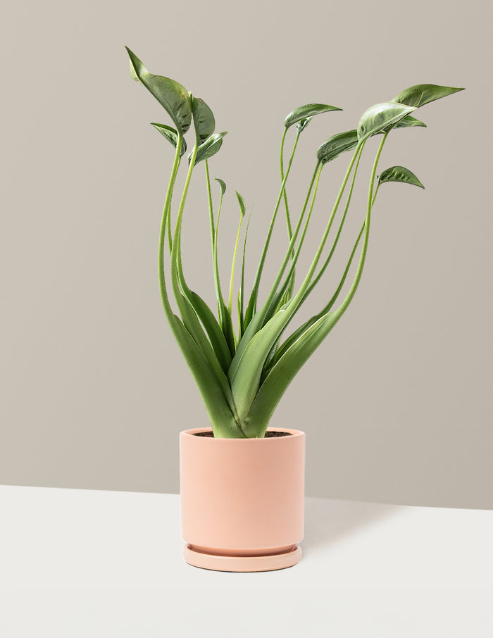 Medium (10"-12" tall) / Isabella (6.25" wide) / Blush