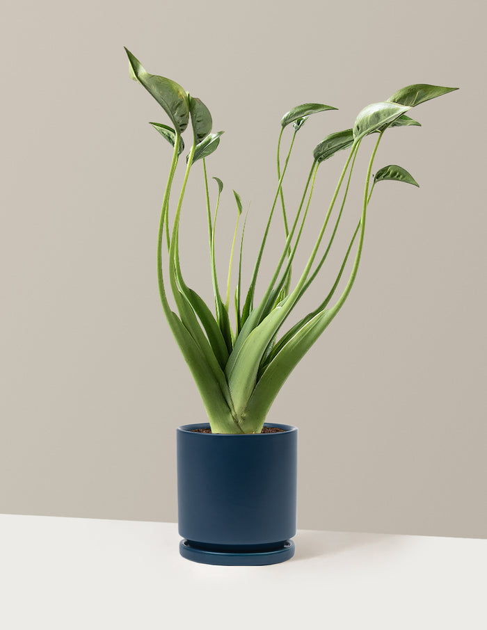 Medium (10"-12" tall) / Isabella (6.25" wide) / Midnight