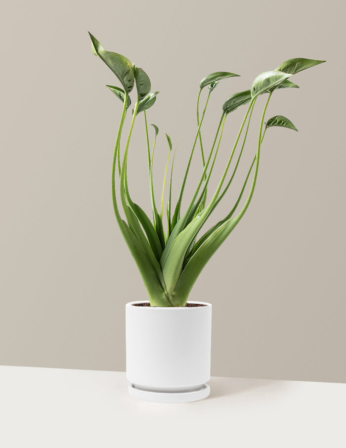 Medium (10"-12" tall) / Isabella (6.25" wide) / White
