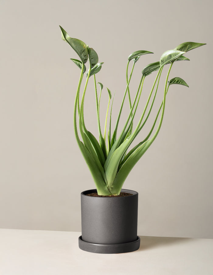 Medium (10"-12" tall) / Hyde (7.5" wide) / Black