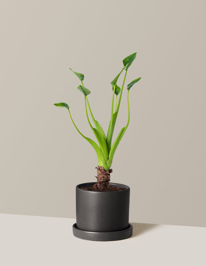 Small (5"-9" tall) / Hyde (5" wide) / Black