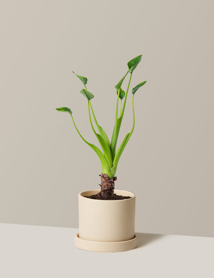 Small (5"-9" tall) / Hyde (5" wide) / Cream