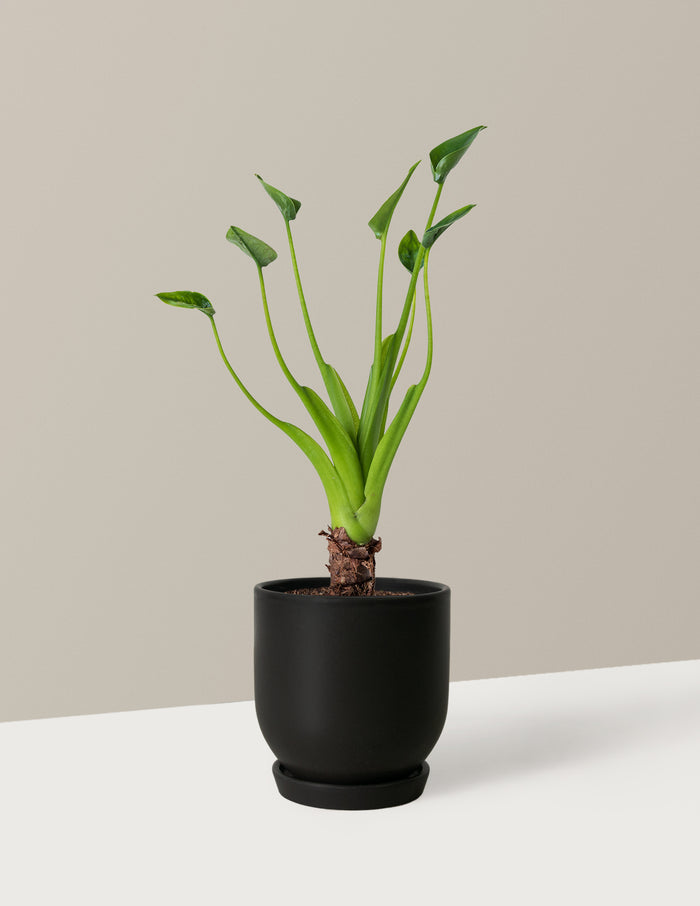 Small (5"-9" tall) / Westcott (4.75" wide) / Black
